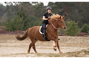 Gebisslos, mit Neckrope oder Barebackpad reiten? Die Kraft der Abwechslung im Training!