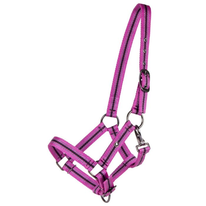 Halfter Jährling QHP Festival Jaarling