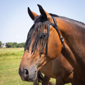 Fliegenfransen Harry's Horse Comfort Schwarz Full