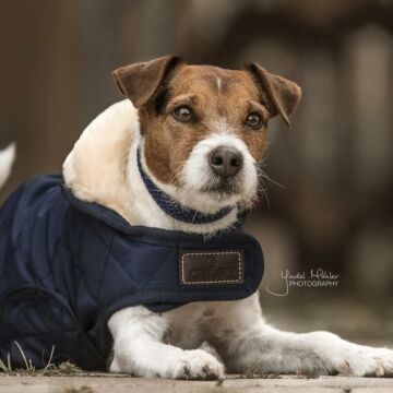 Hunde jacke Kentucky Original Navy