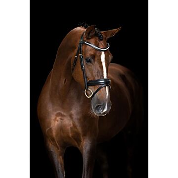 Trensenzäume Imperial Riding Einfacher kombinierter NasenGürtelen Black