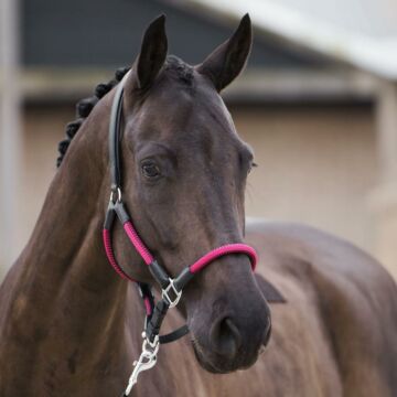 Halfter HV Polo Frankie Viva Magenta 